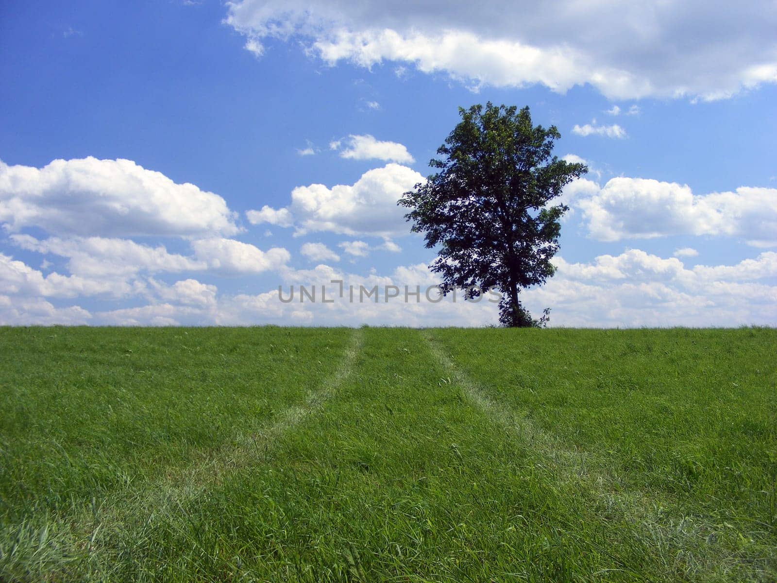 The trail