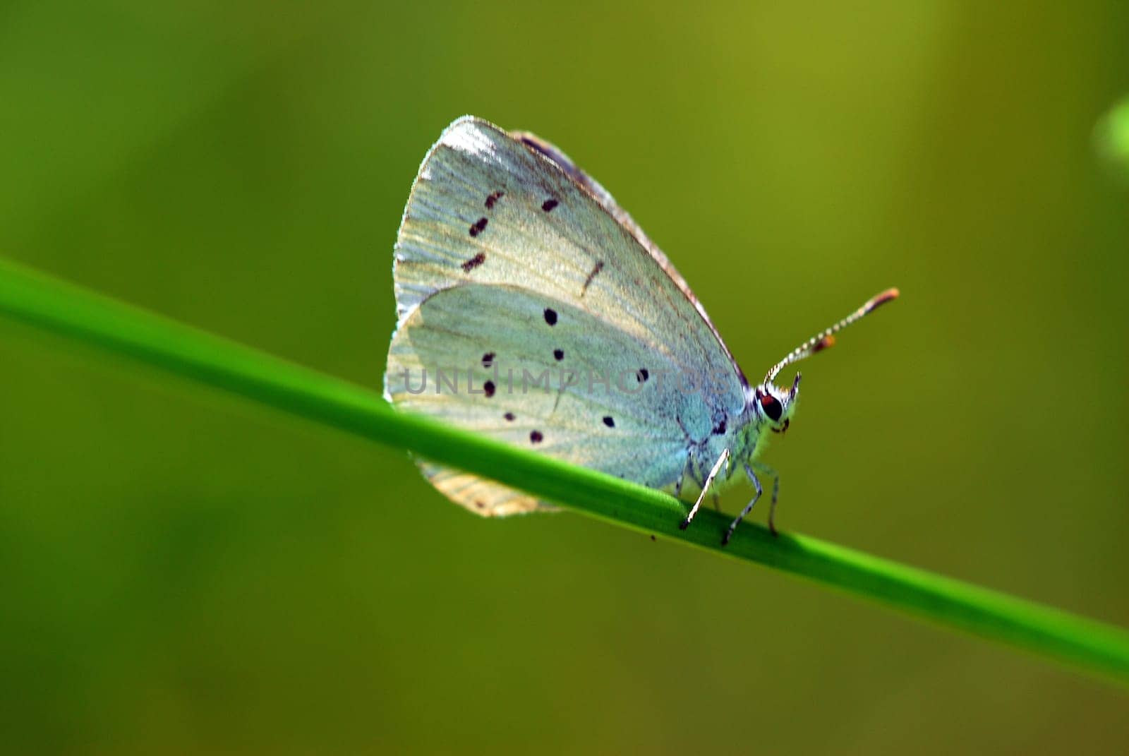 in fine light