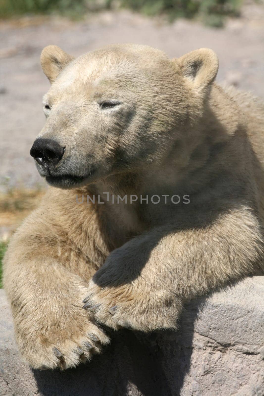 Ursus maritimus