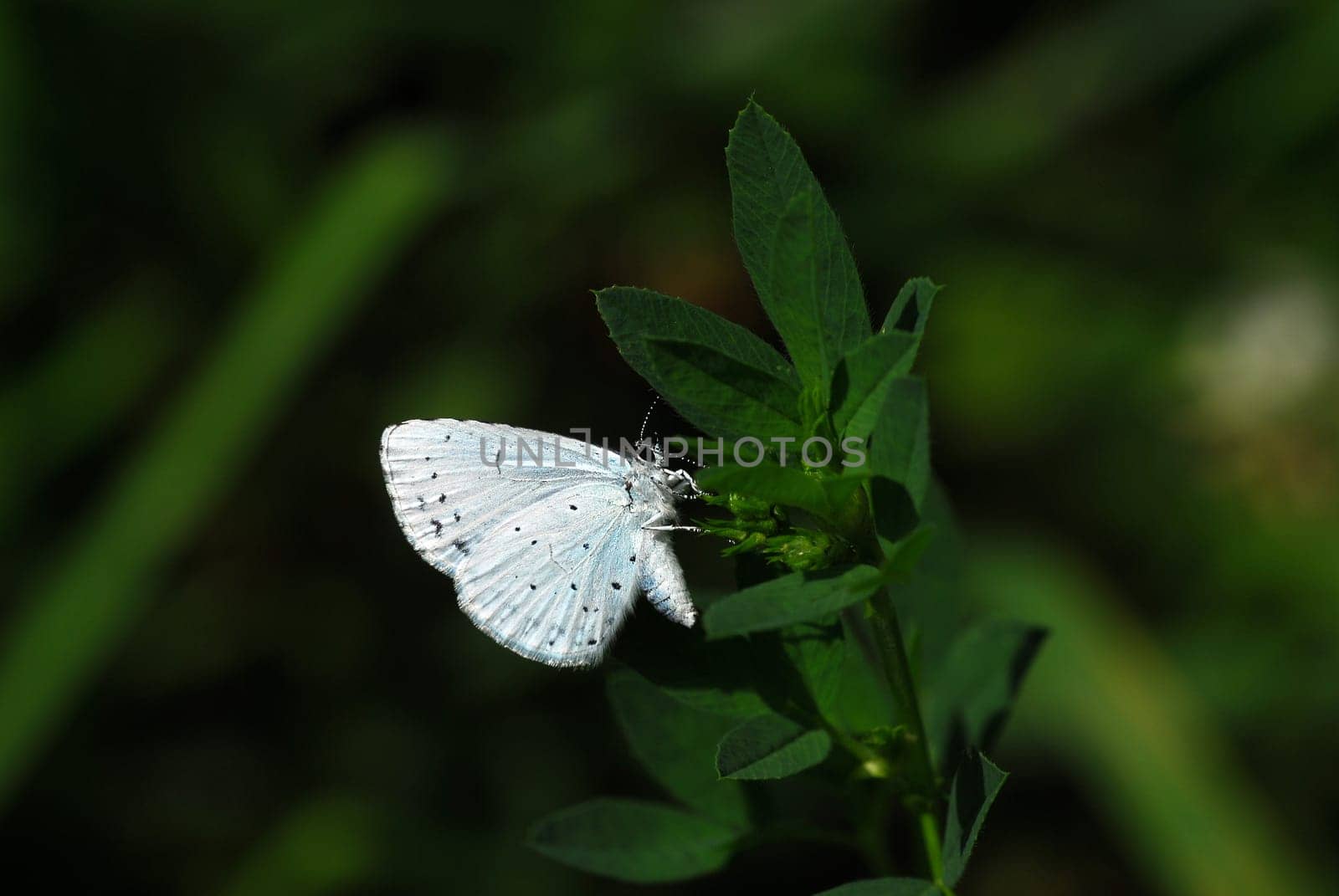 Search for food