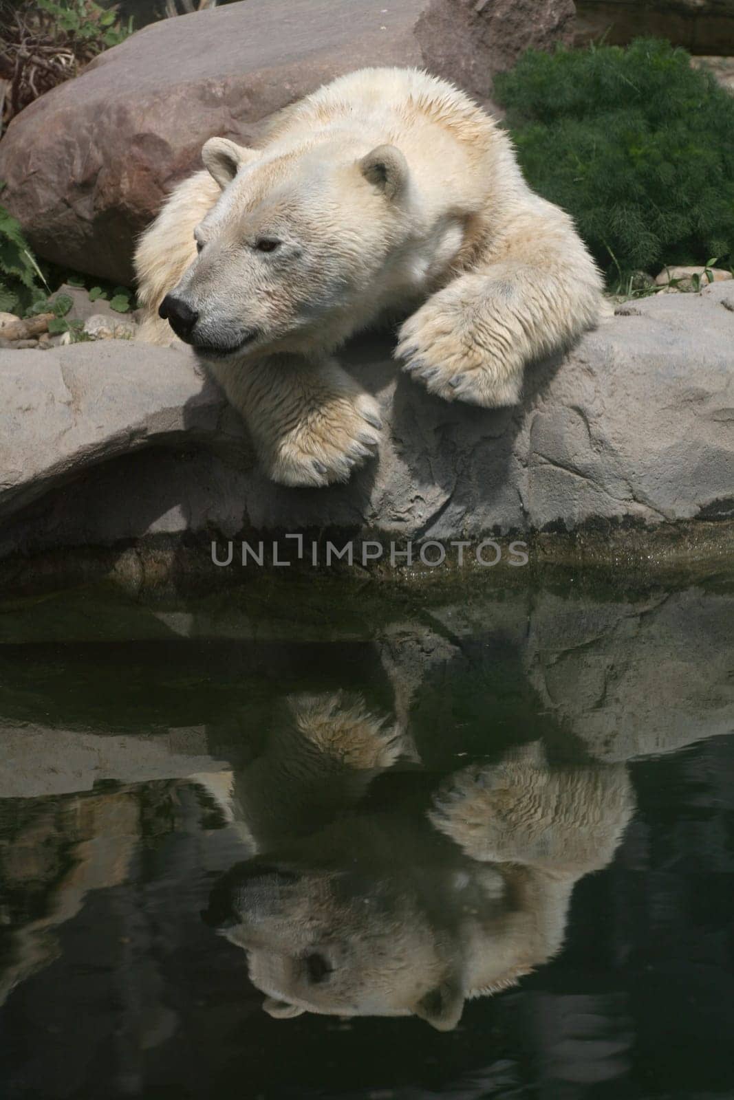 Ursus maritimus