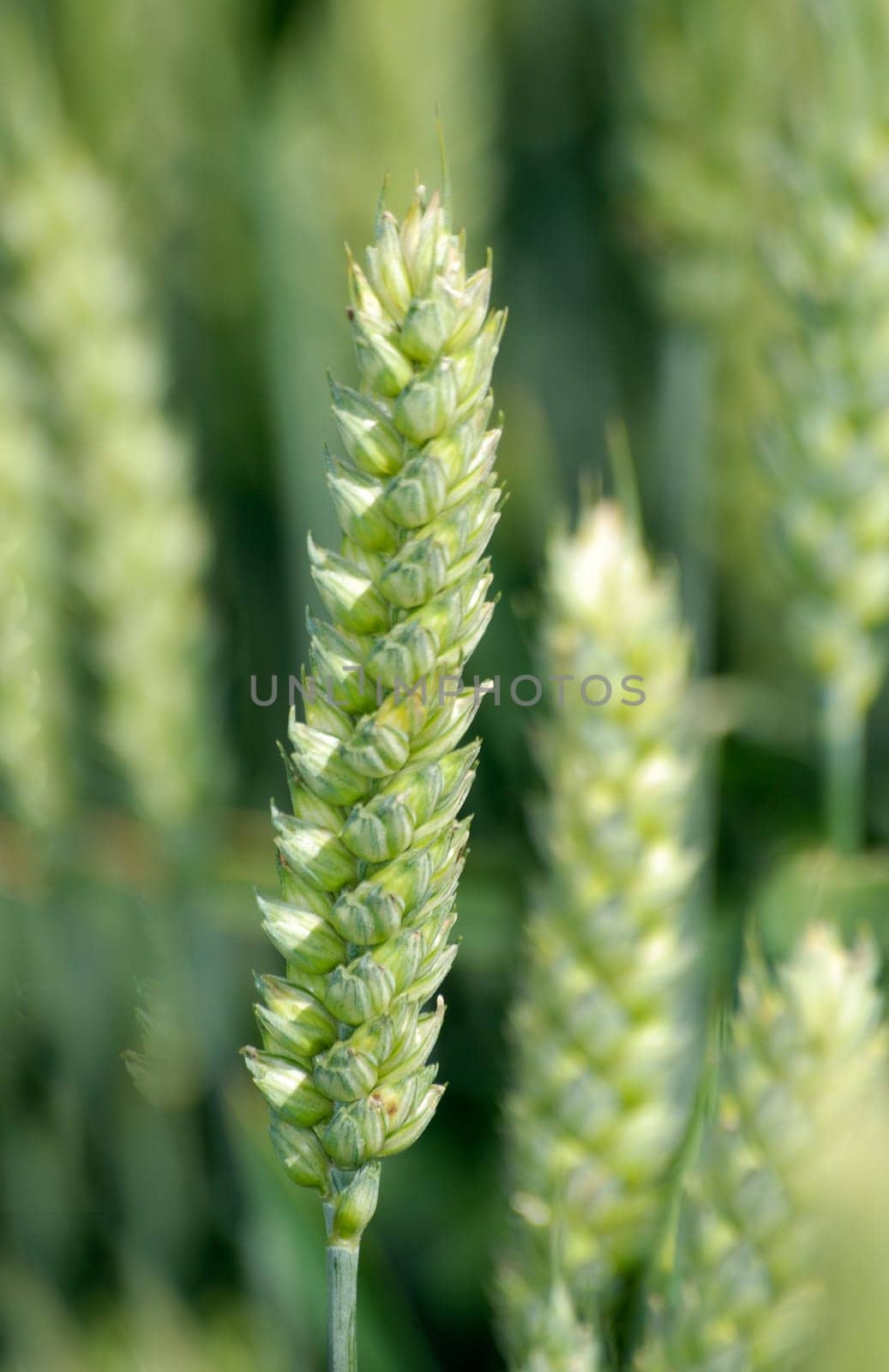 Green wheat - close-up