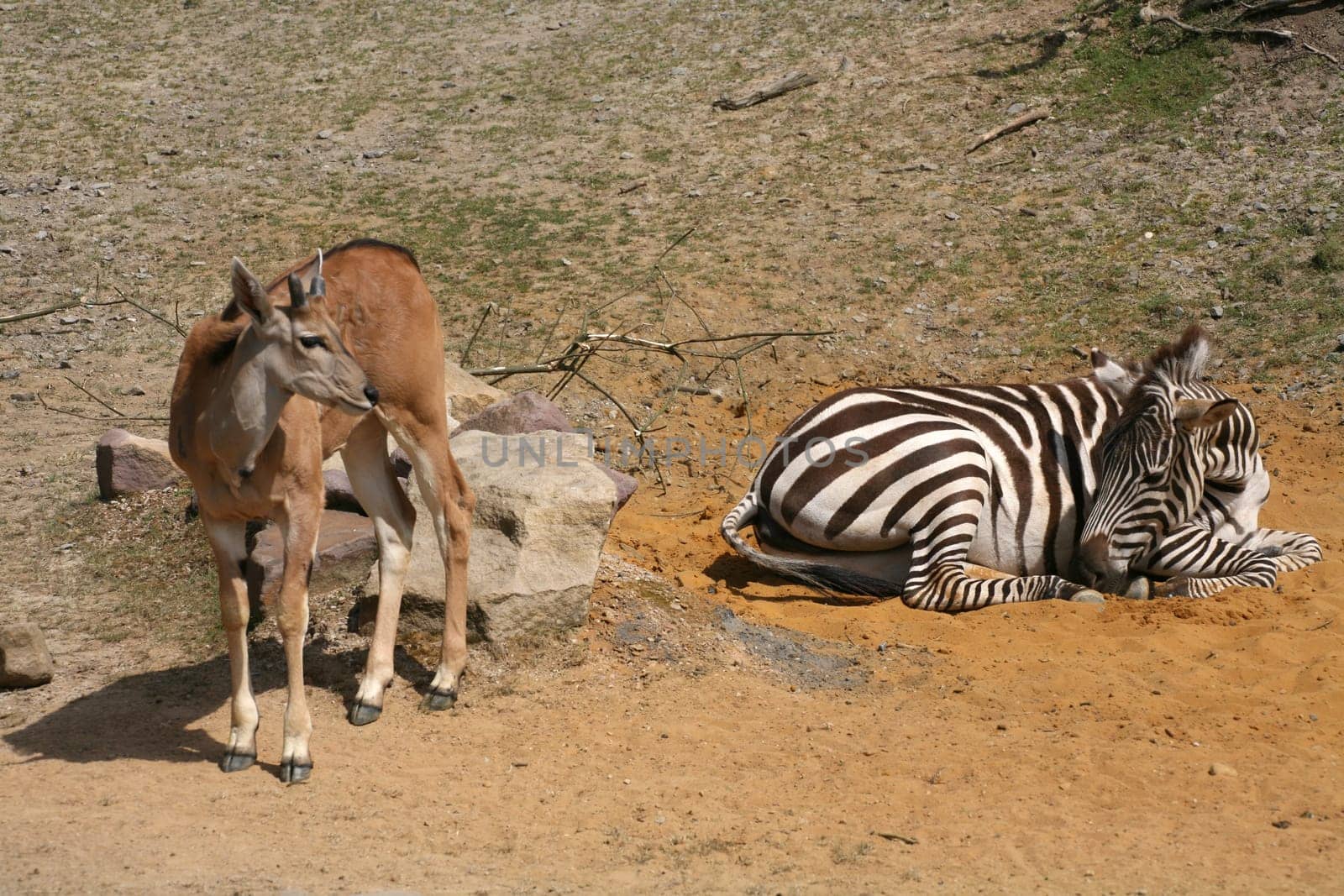 Savannah animals