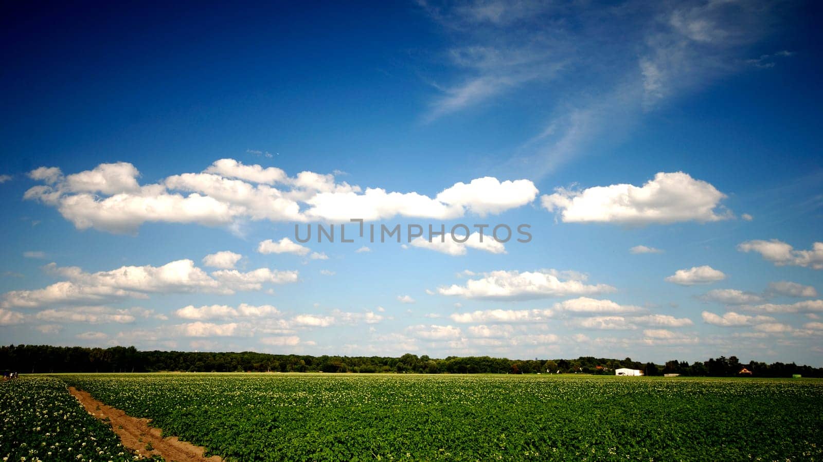 Potato field with blue sky