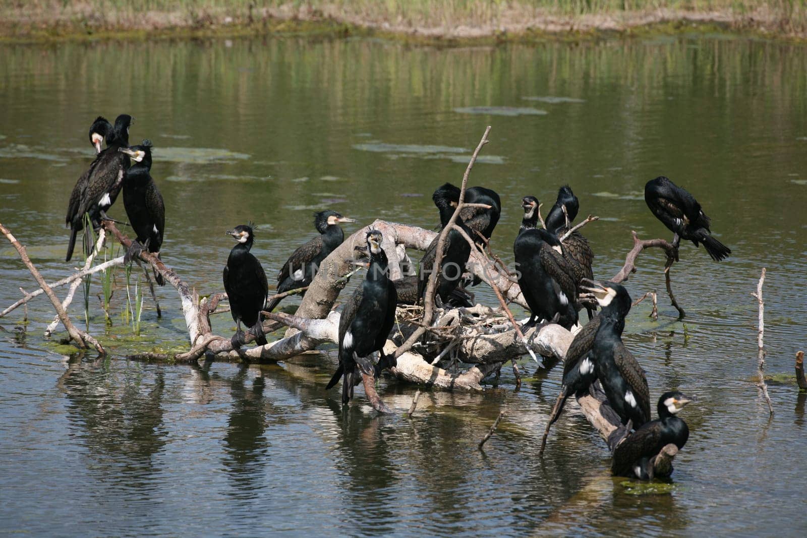 Cormorants