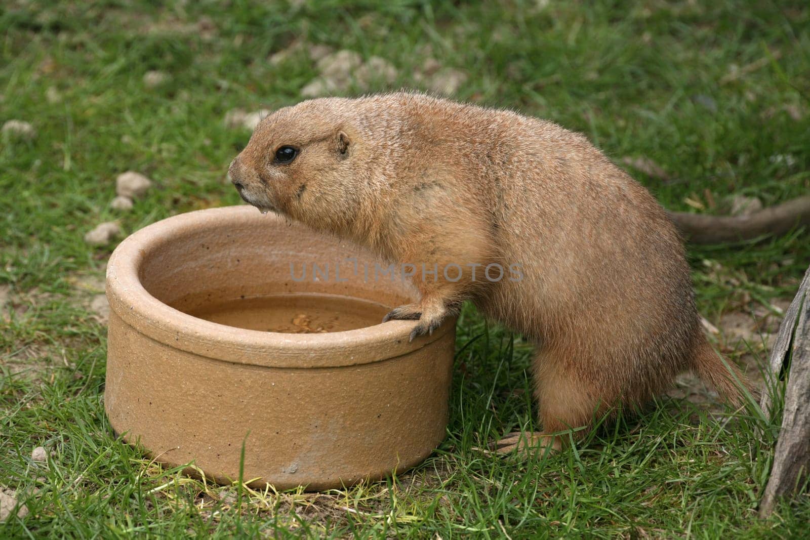 Prairie dog at the water bowl