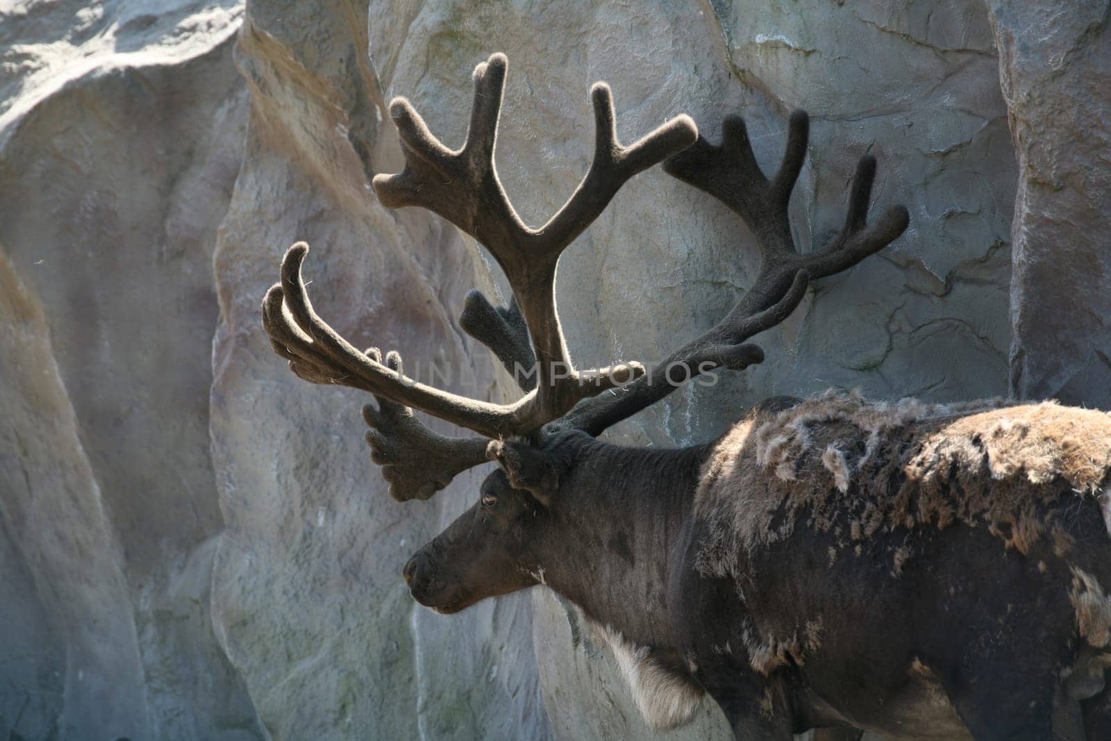 Reindeer