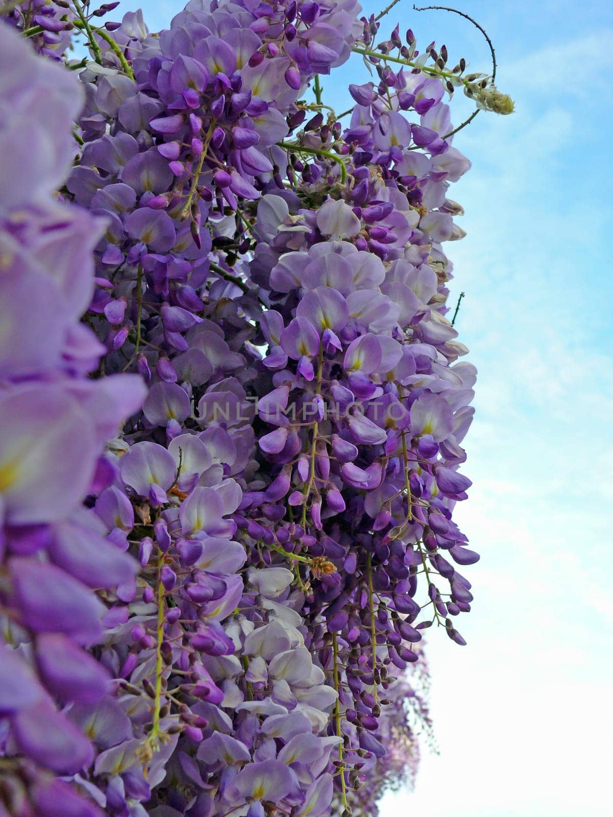 (wisteria,glycinia,glycine)