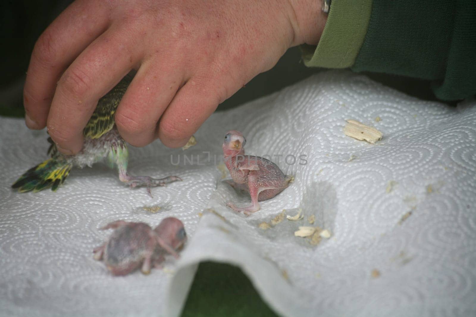 Feeding budgie chicks