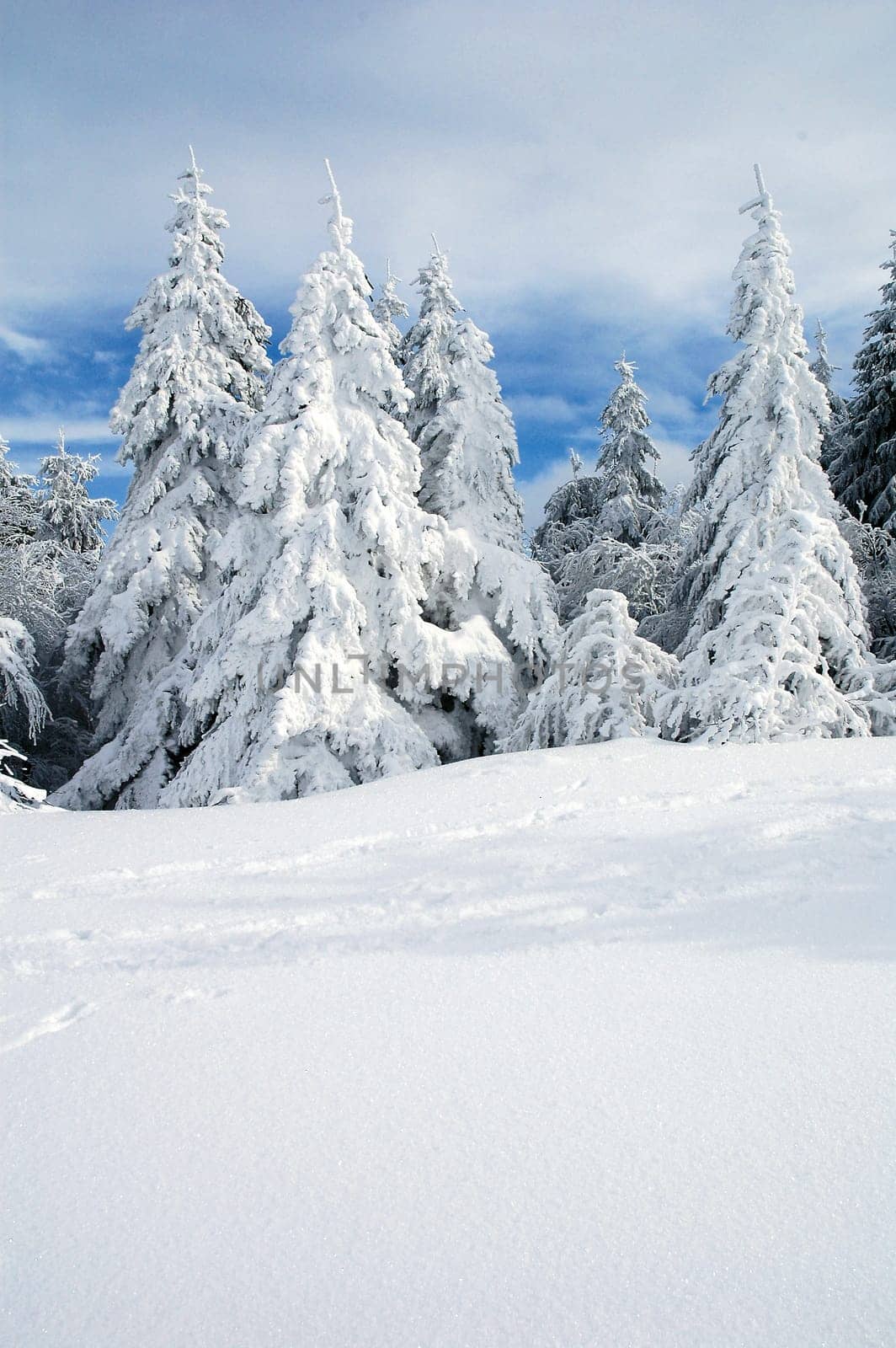 Winter Landscape 7
