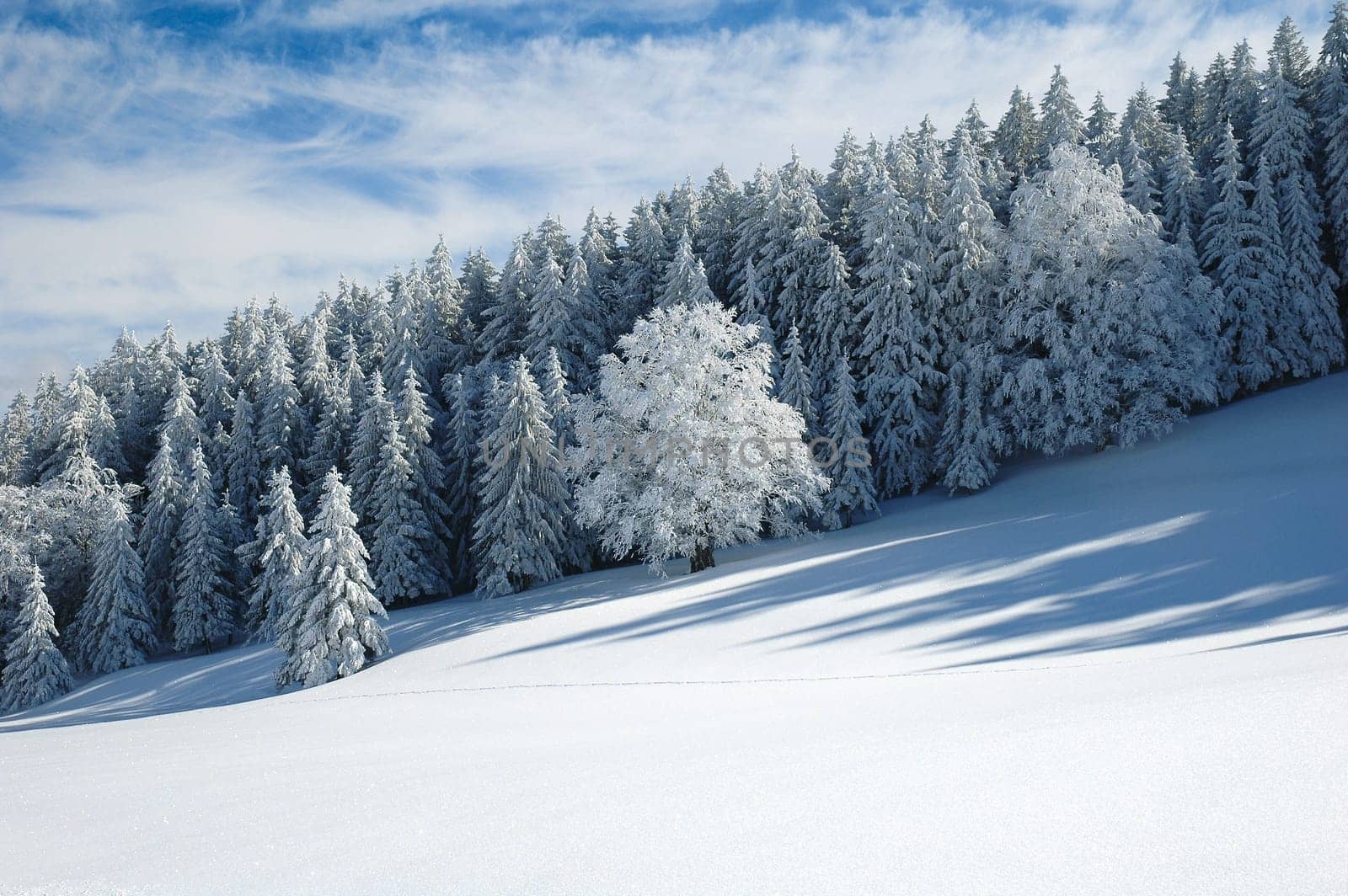Winter Landscape 6