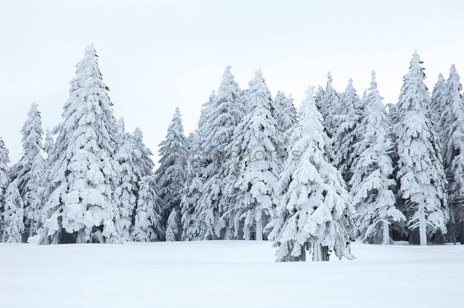 Winter Landscape 8