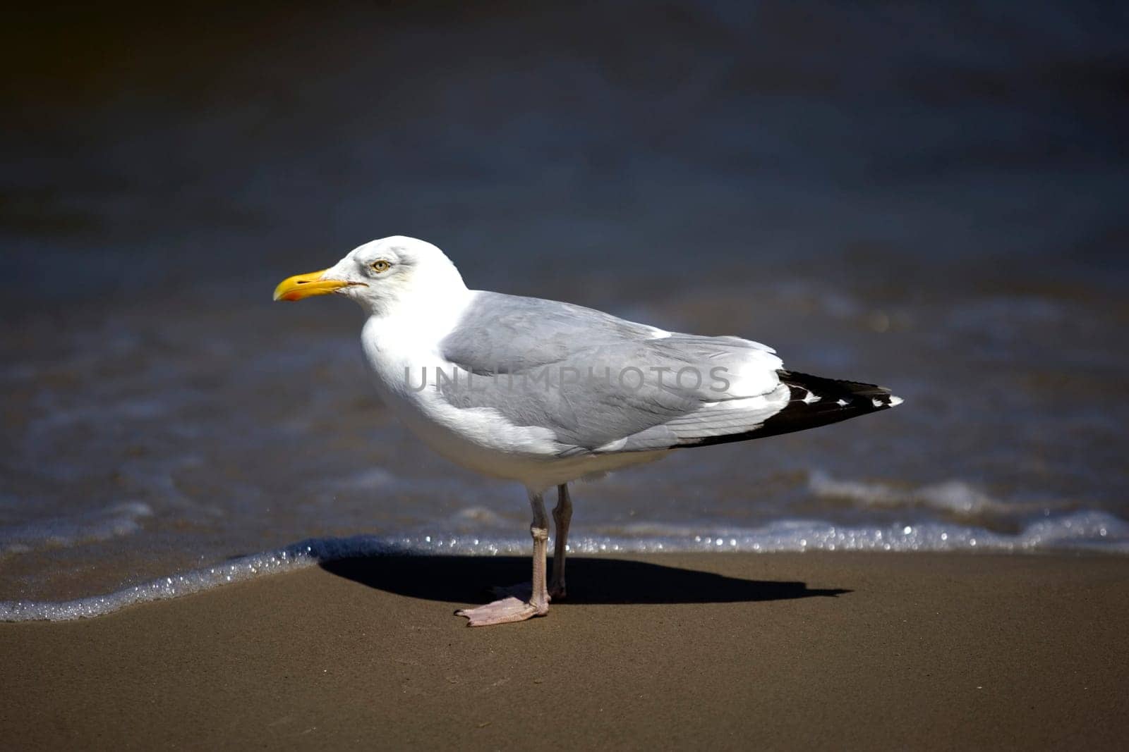 Gull
