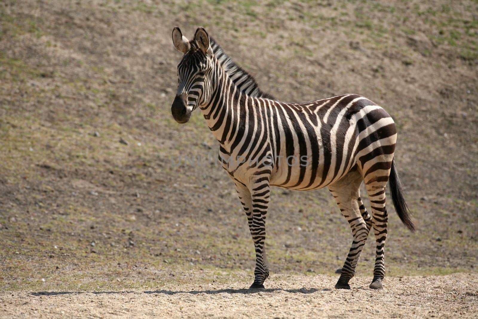 Grant's or Böhm's zebra
