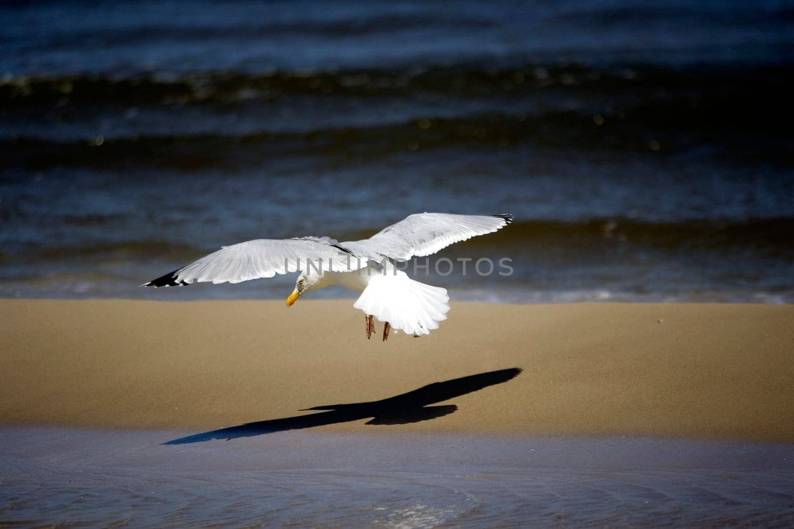 Gull