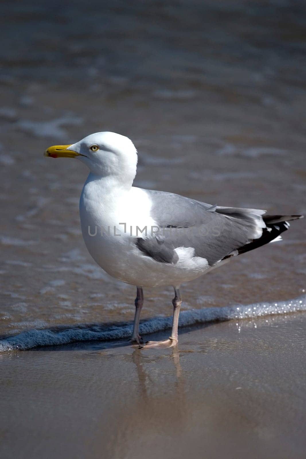 Gull