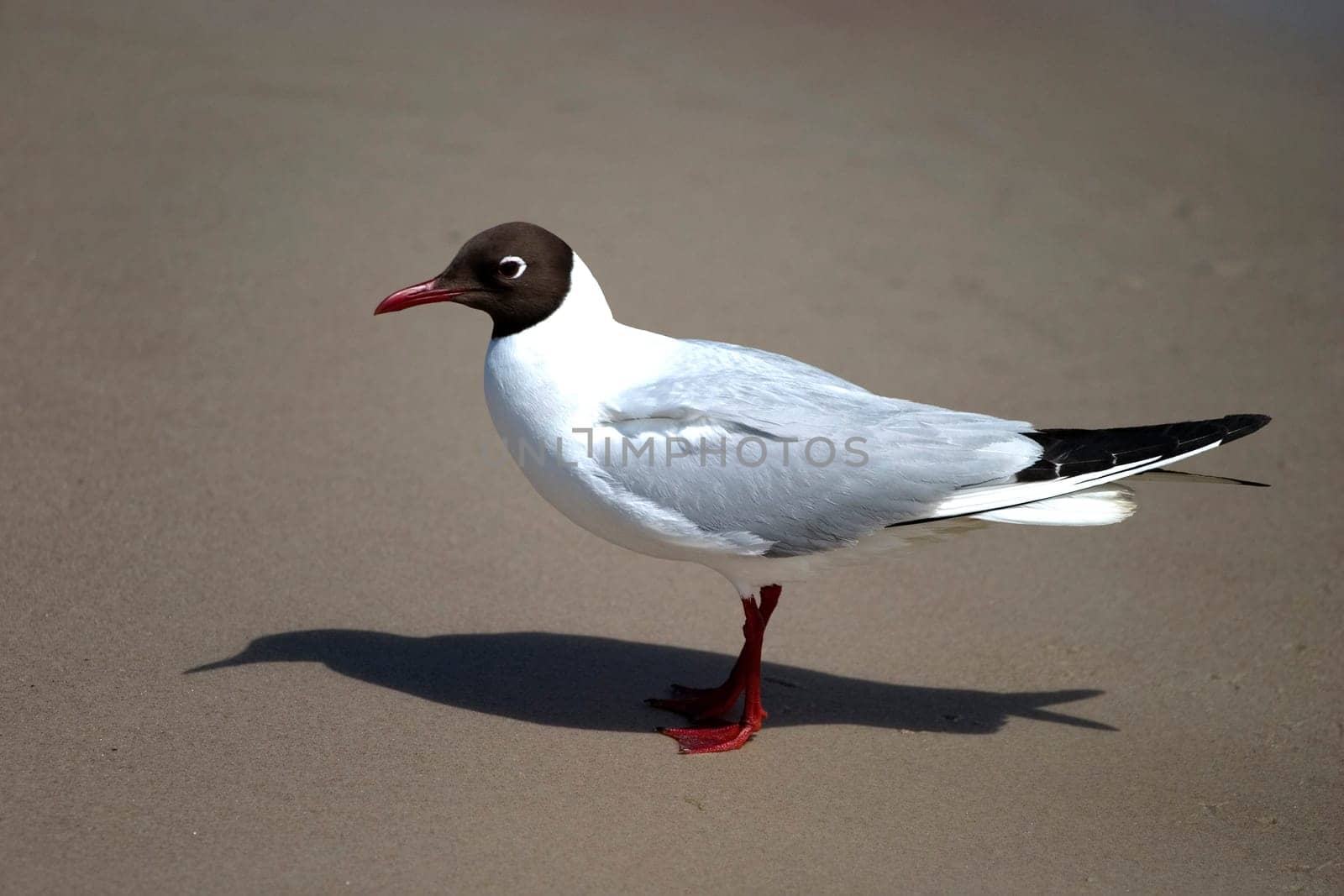 Gull