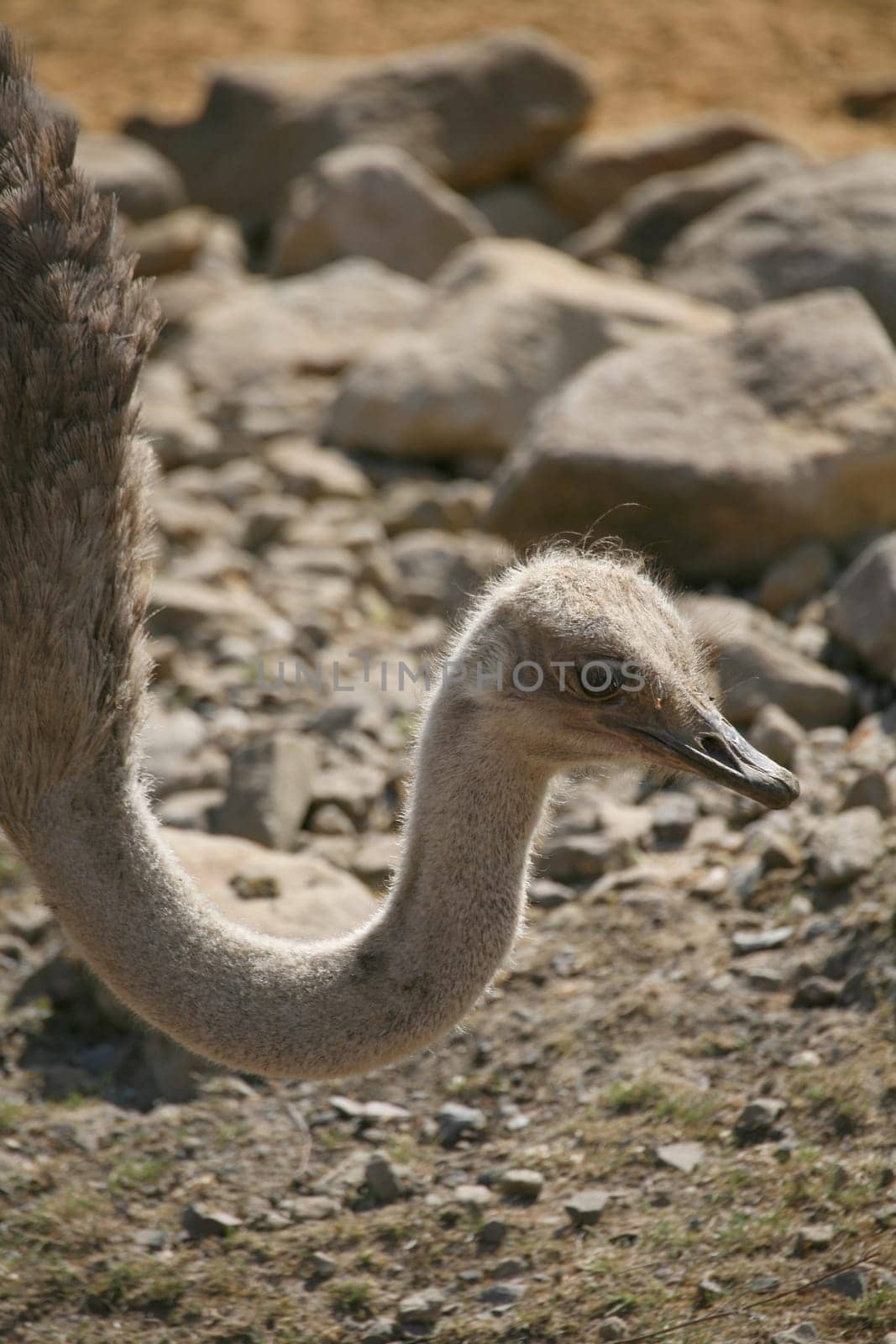 Struthio camelus