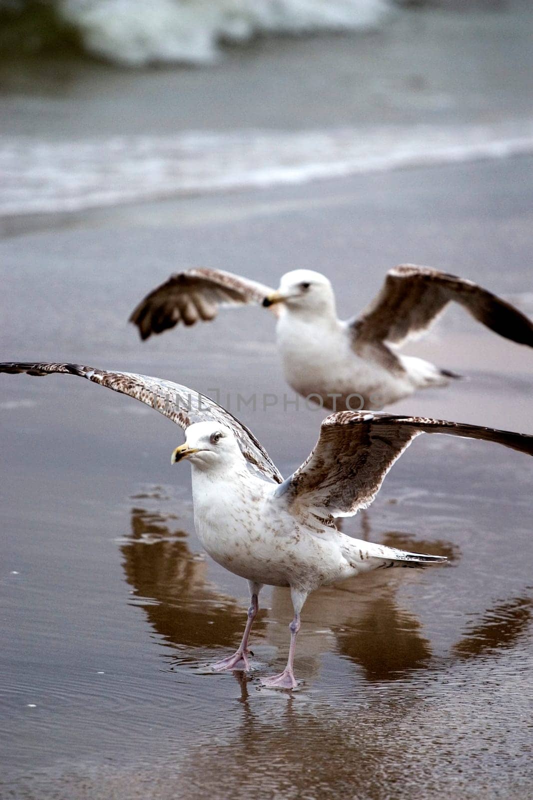 Seagulls
