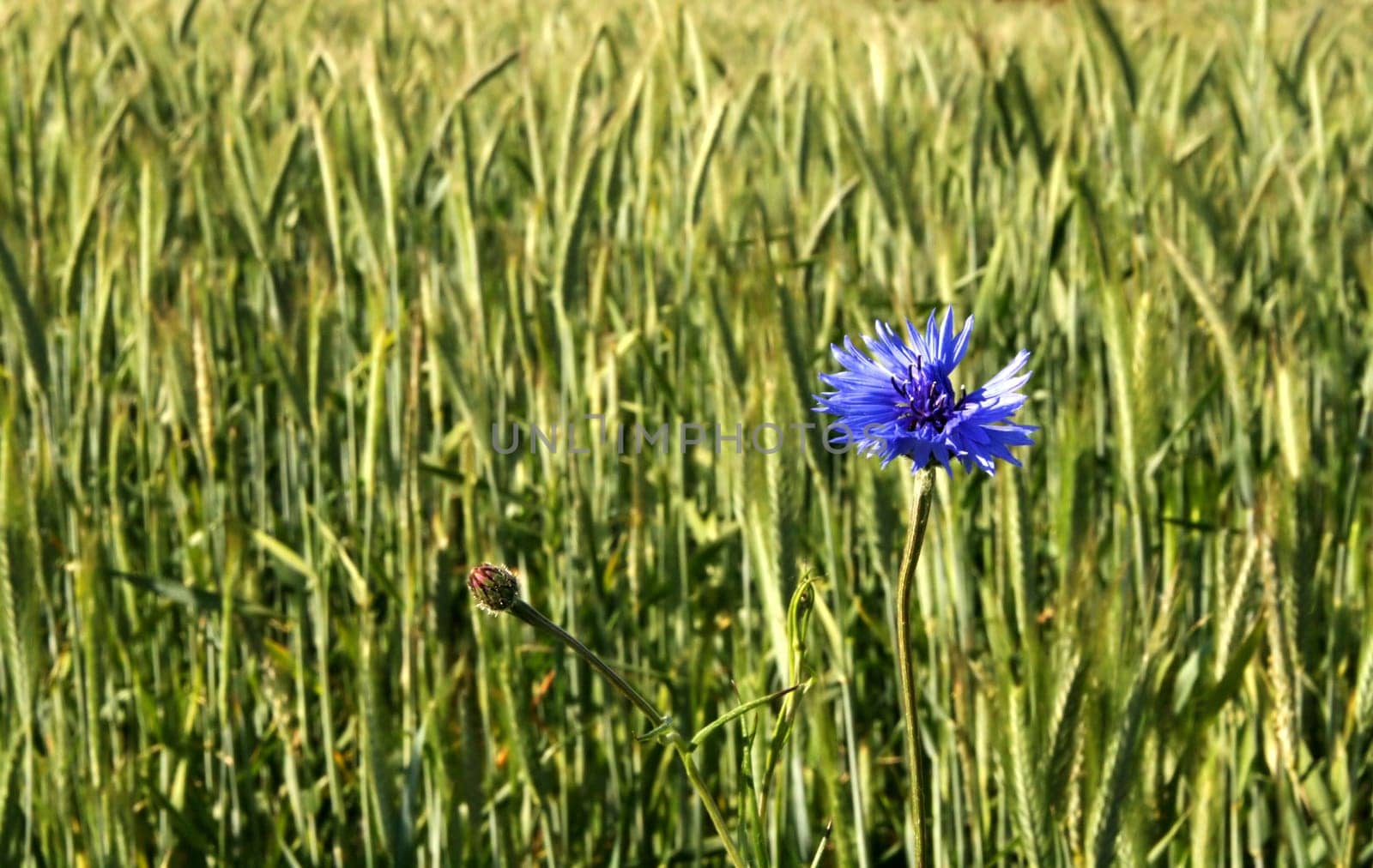 Cornflower