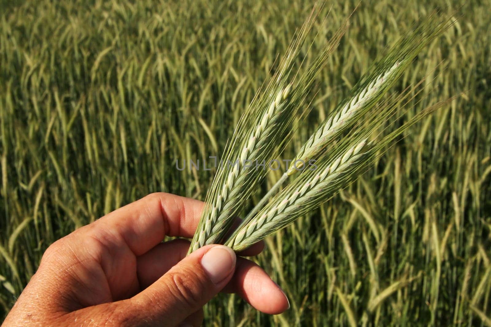 Three-grain