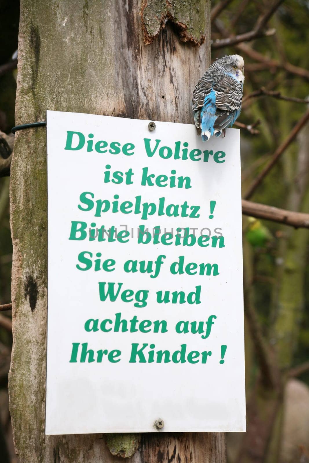 Budgie on a sign in a walk-in aviary