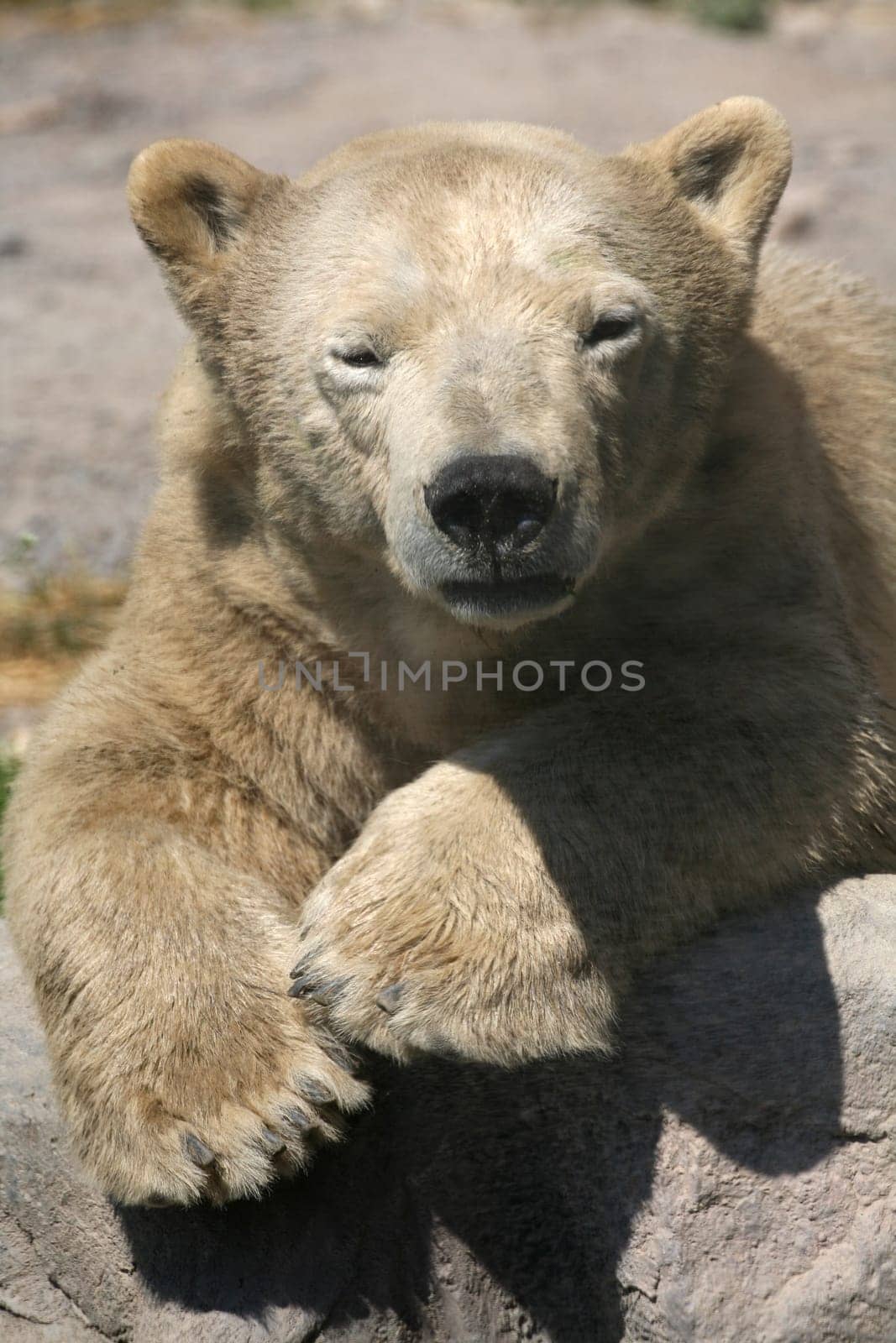 Ursus maritimus