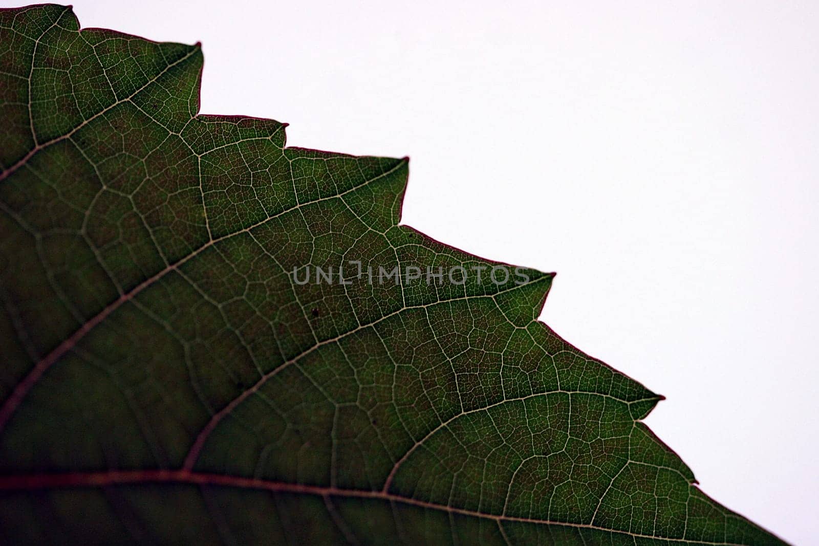 Leaf