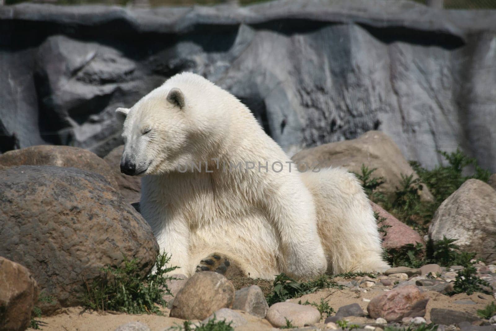 Ursus maritimus