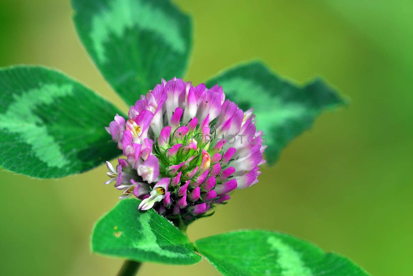 Clover