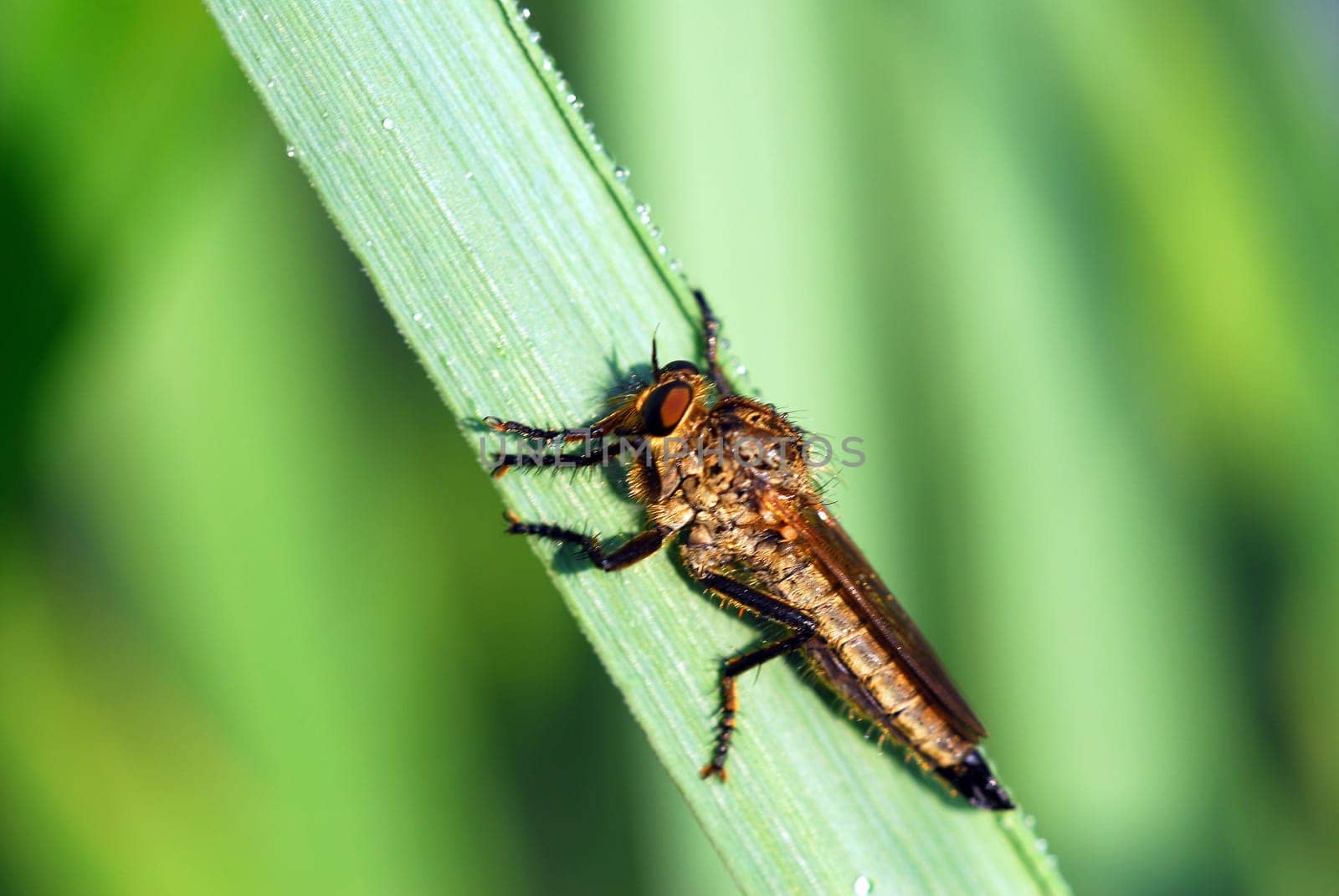 Predatory fly