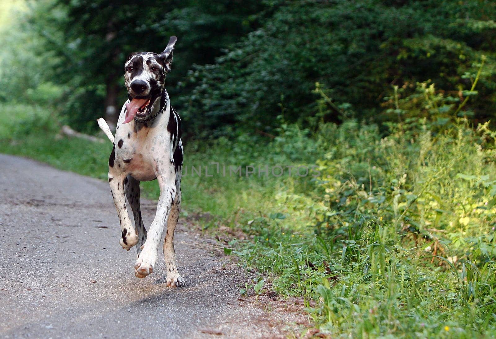 Dog Wilson playing energy !