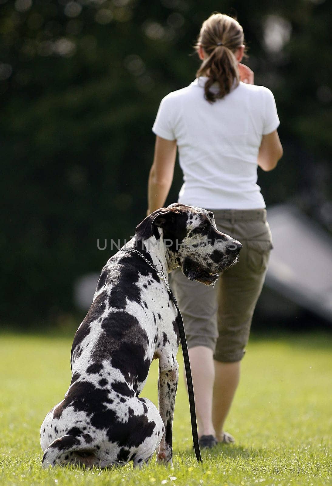 Dog training