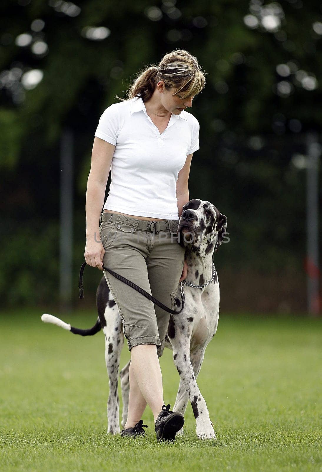 Dog training