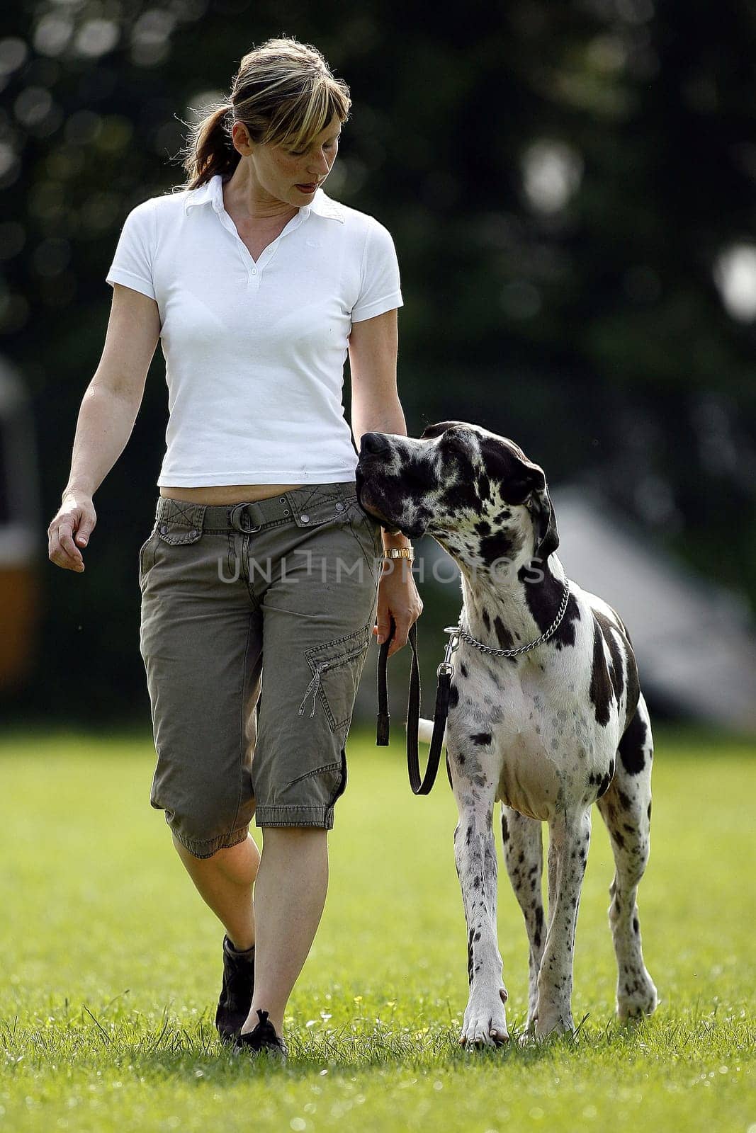 Dog training