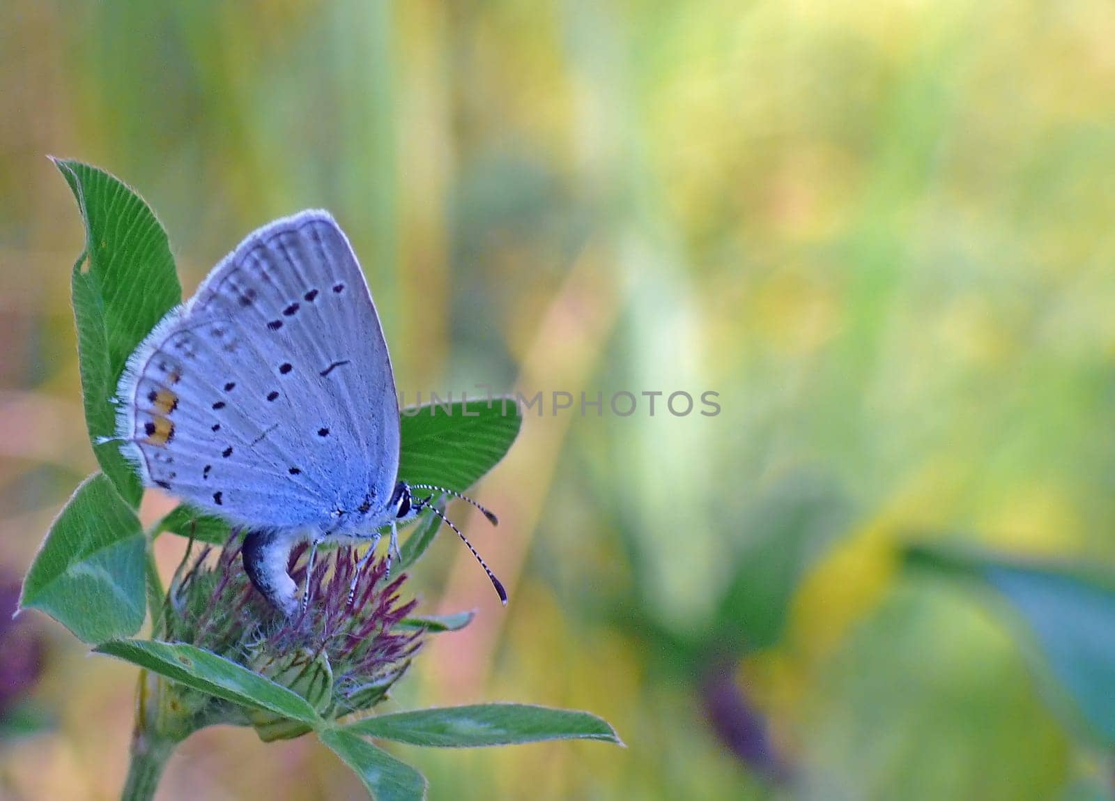 Short-tailed blue (Cupido argiades) laying eggs on red clover