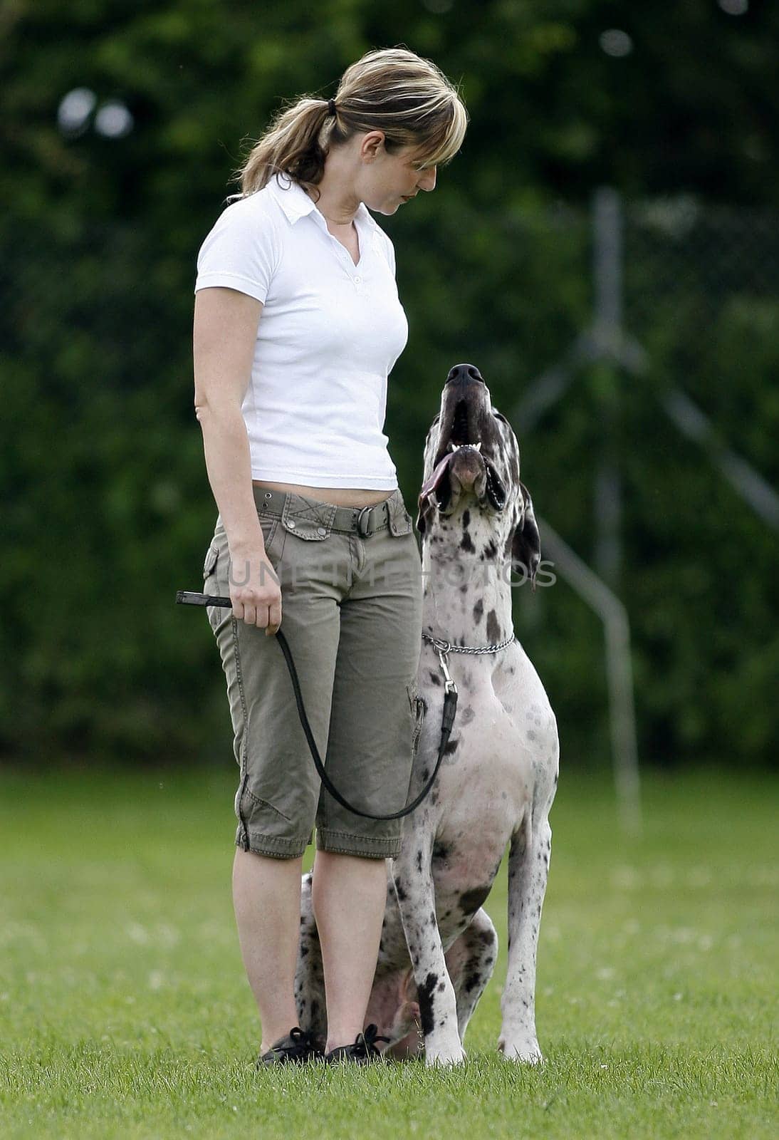 Dog training