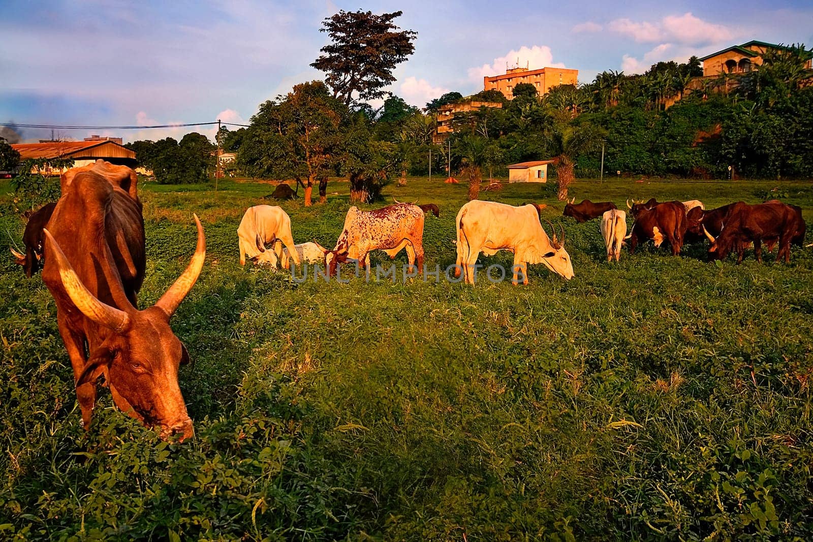 In this series,I would also like to dig up some landscapes from Cameroon that will probably never make it onto a tourist brochure. This is the flock of Musaa the Chadian,whom I portrayed in this series,Here is a part of his flock