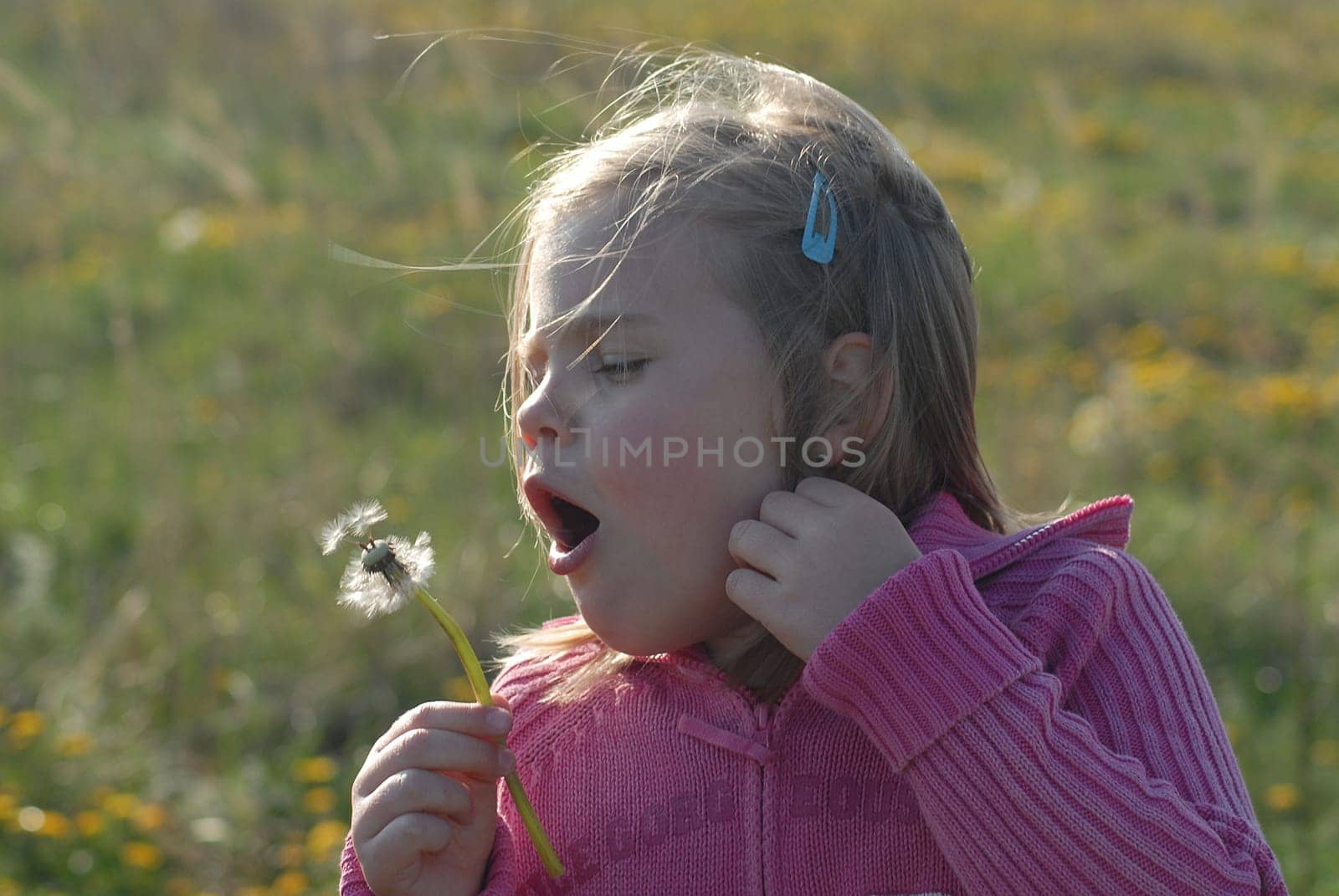 Dandelion