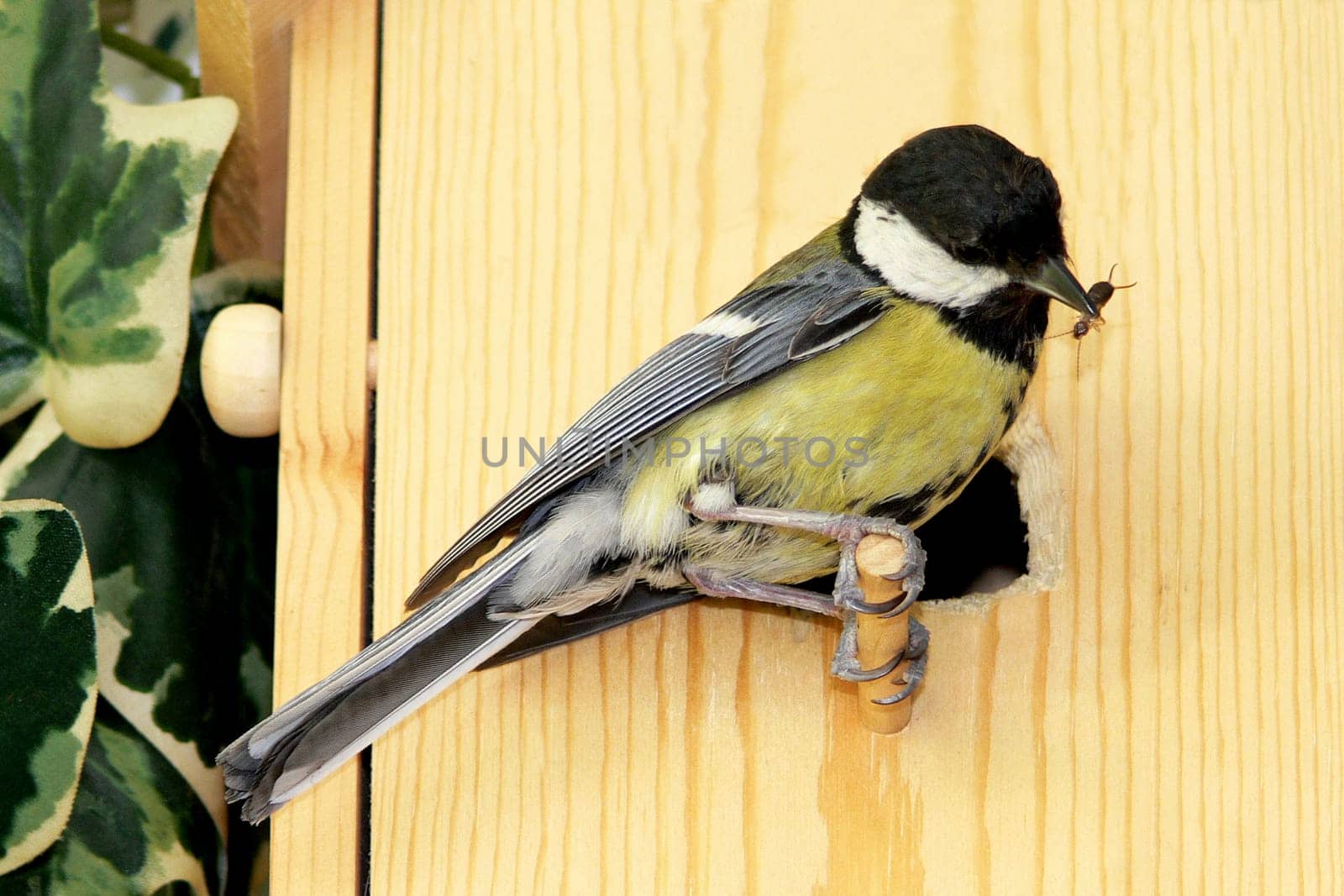 Feeding