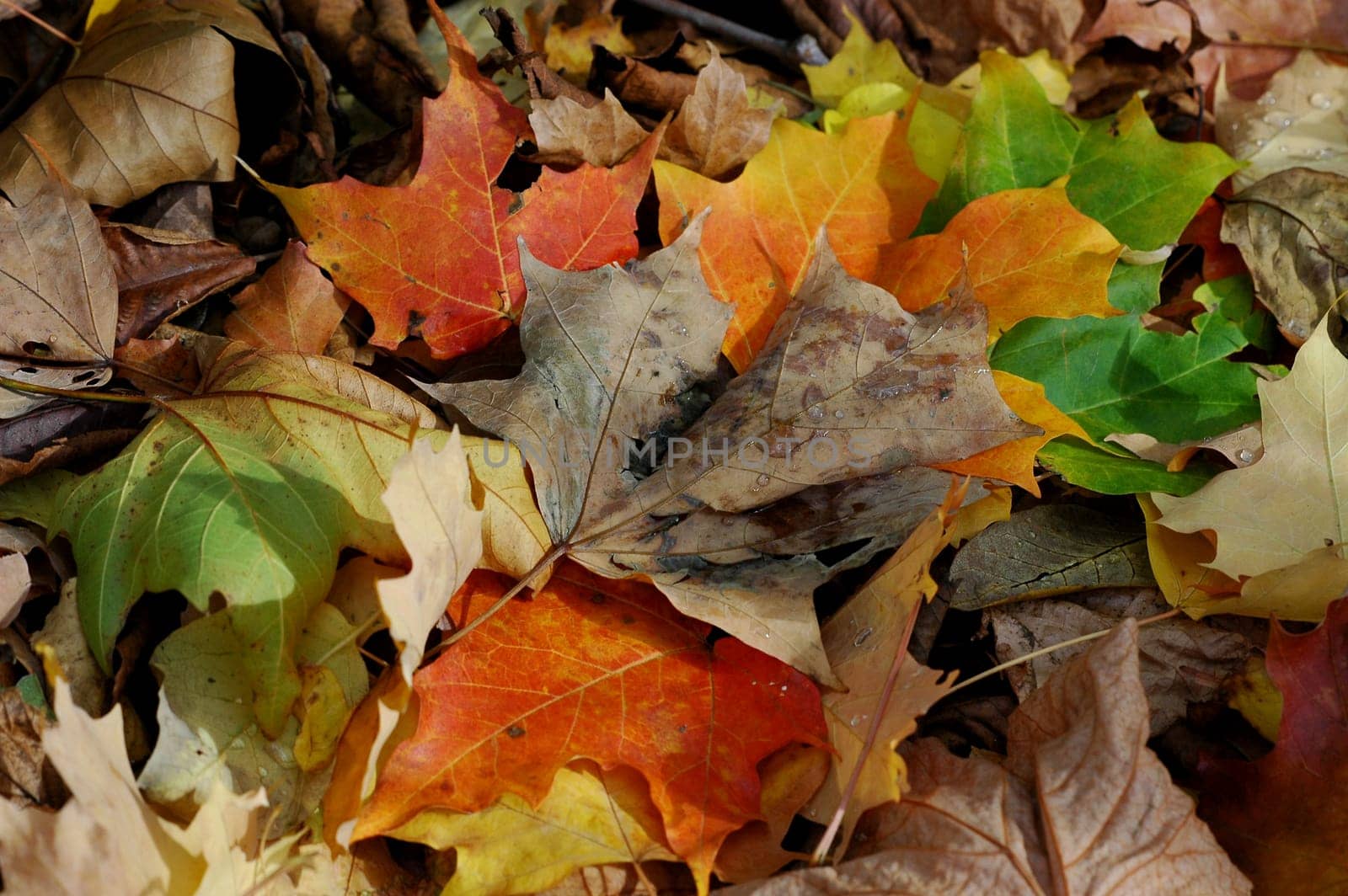 Autumn 2
