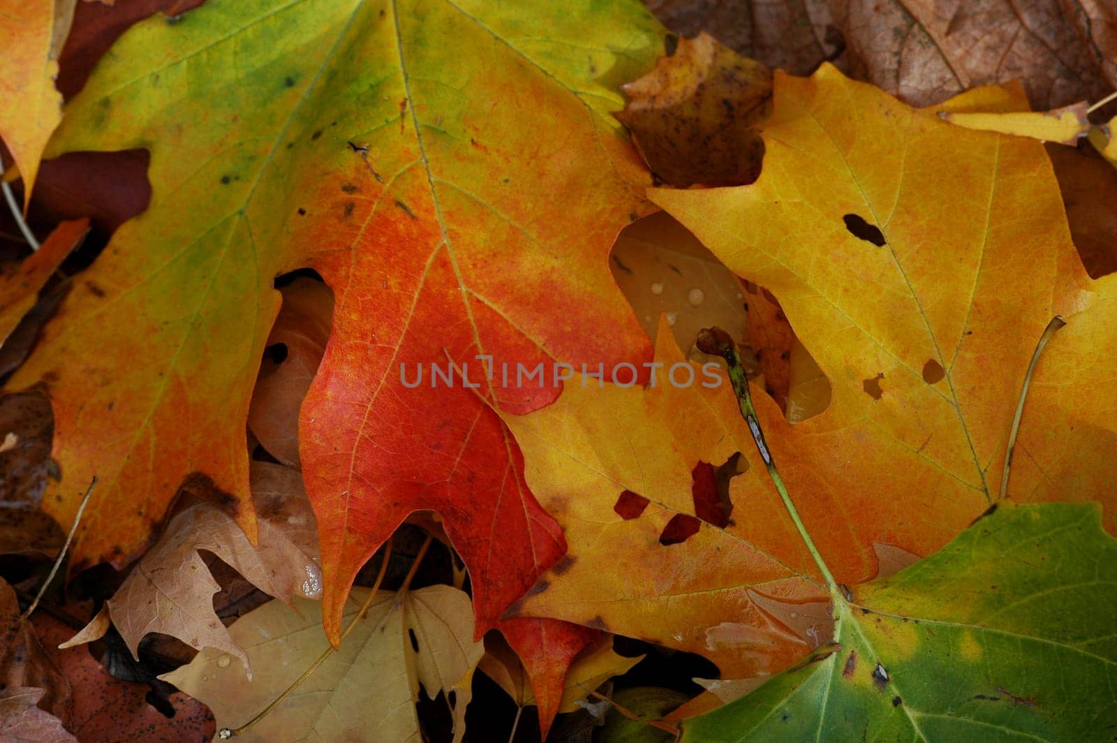 Autumn 1