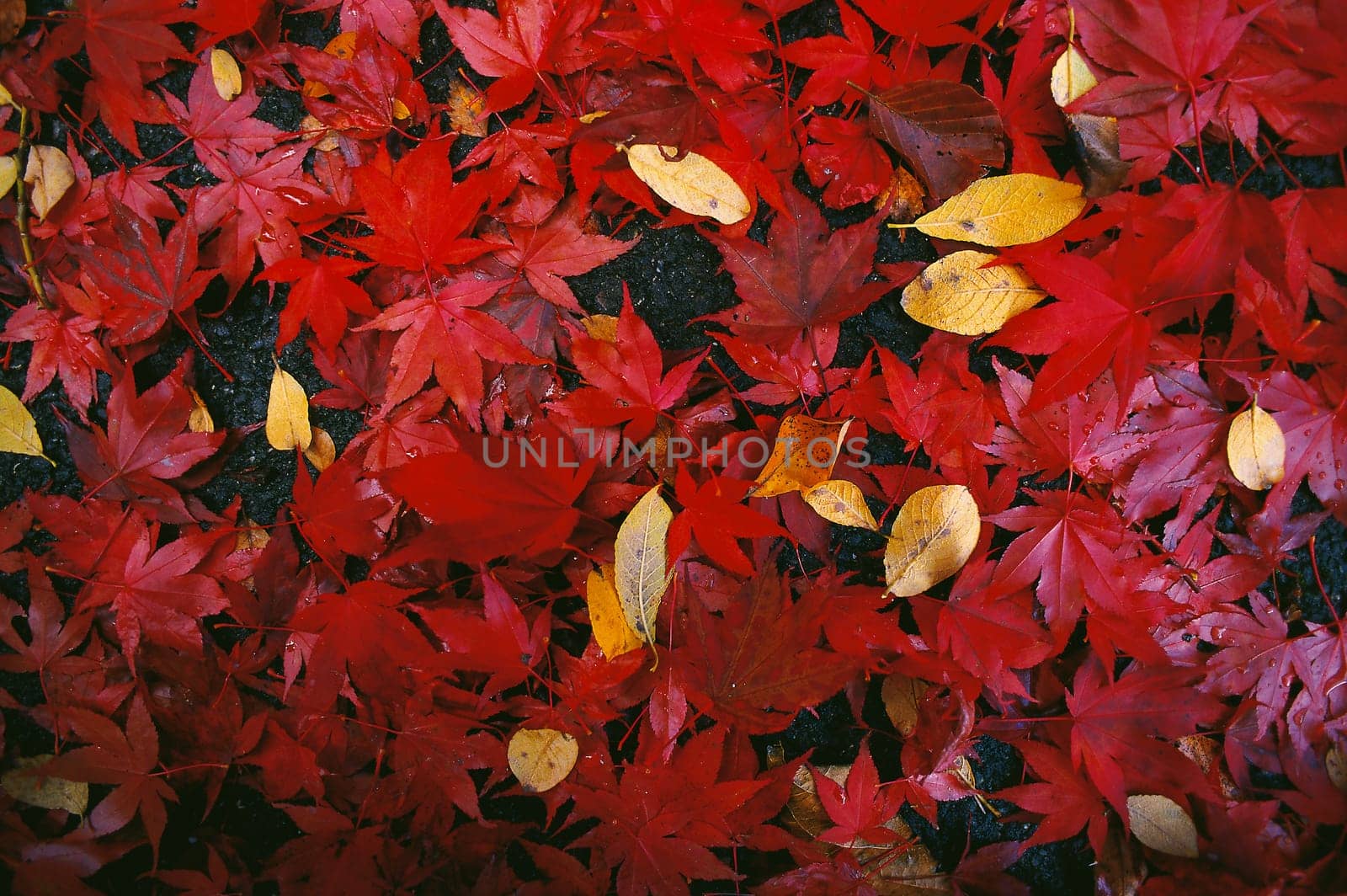 Autumn 4