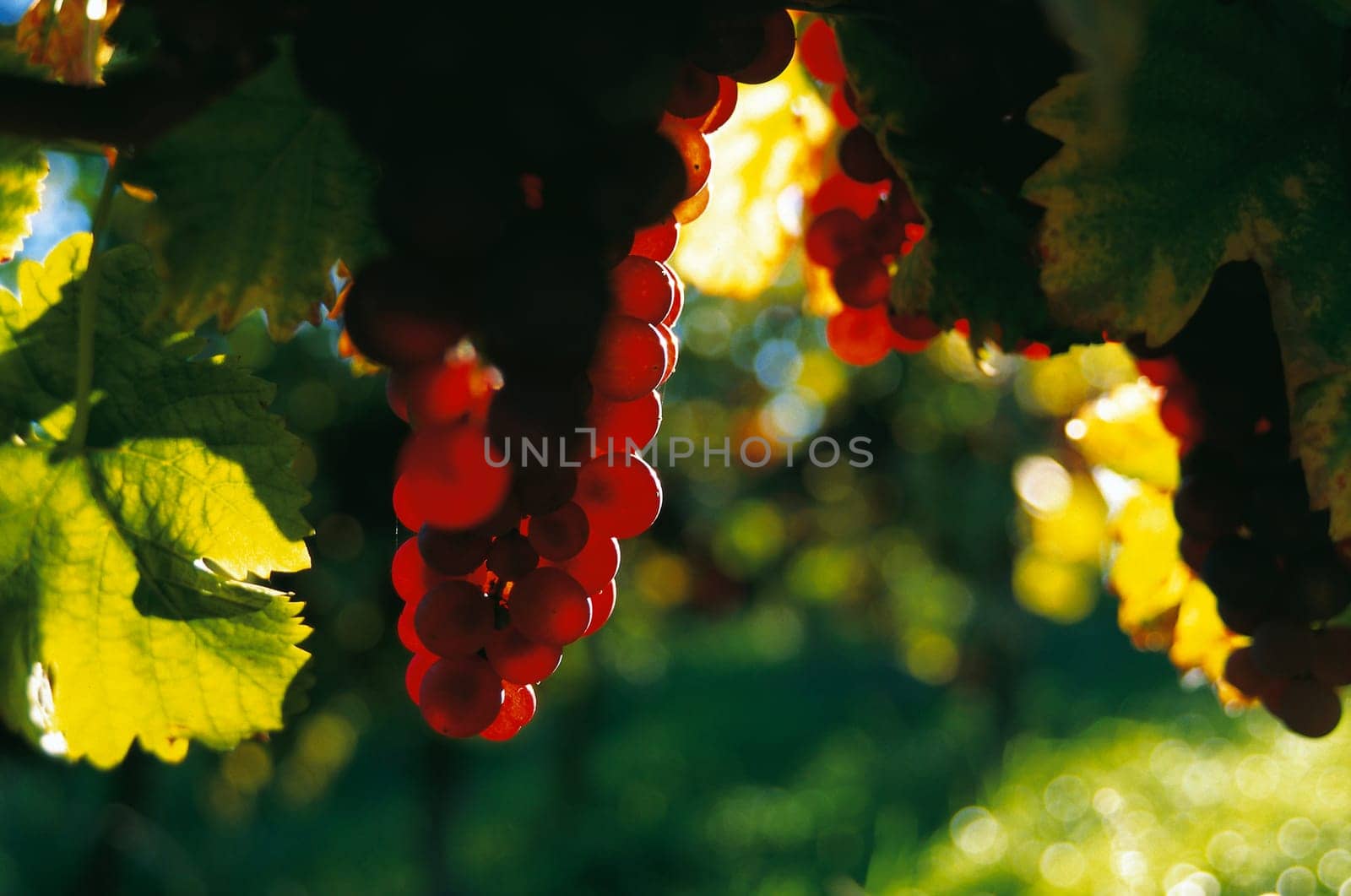 Wine 4