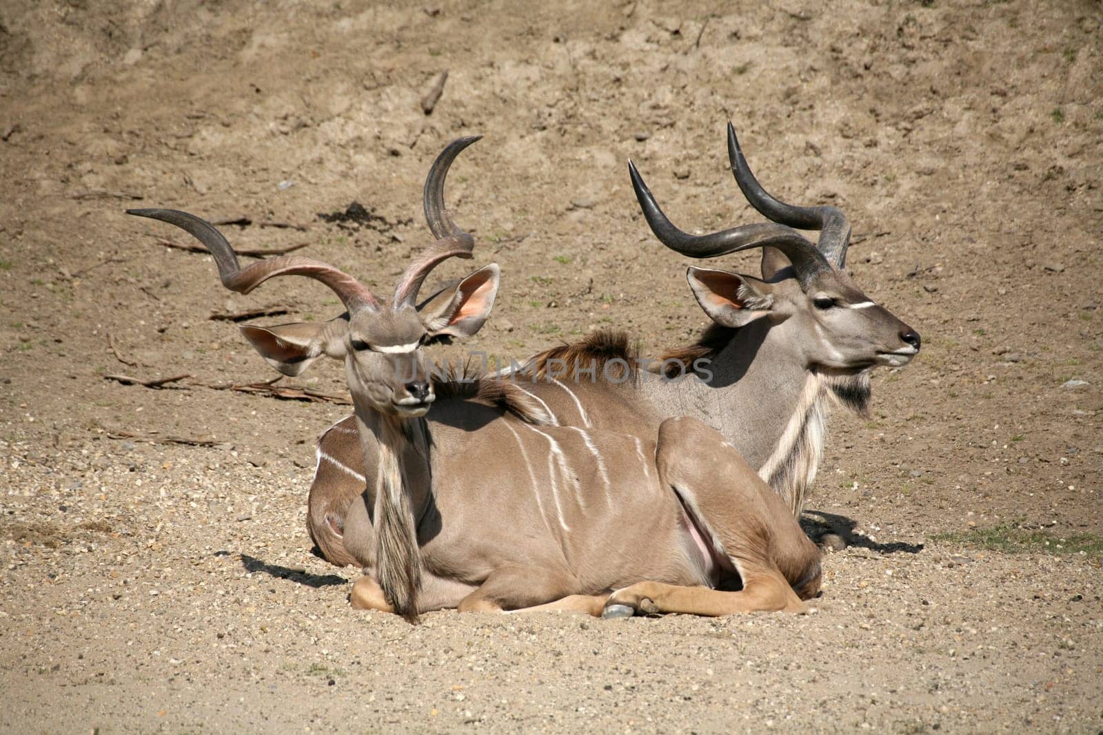Tragelaphus strepsiceros