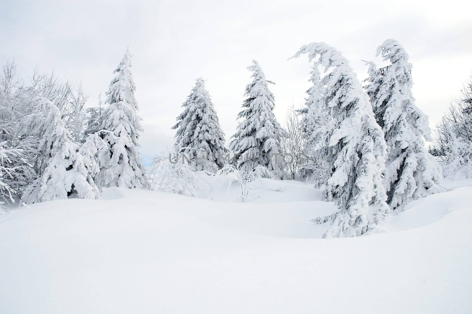 Winter Landscape 17