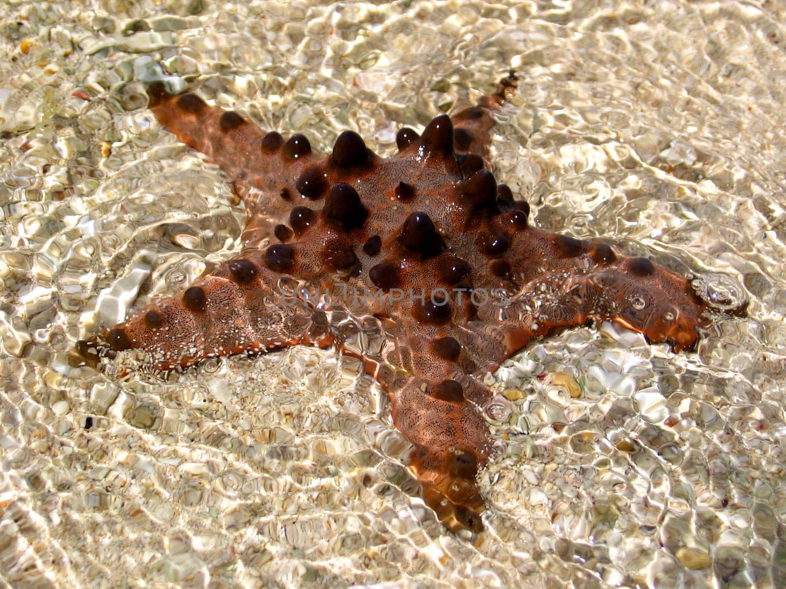 Starfish