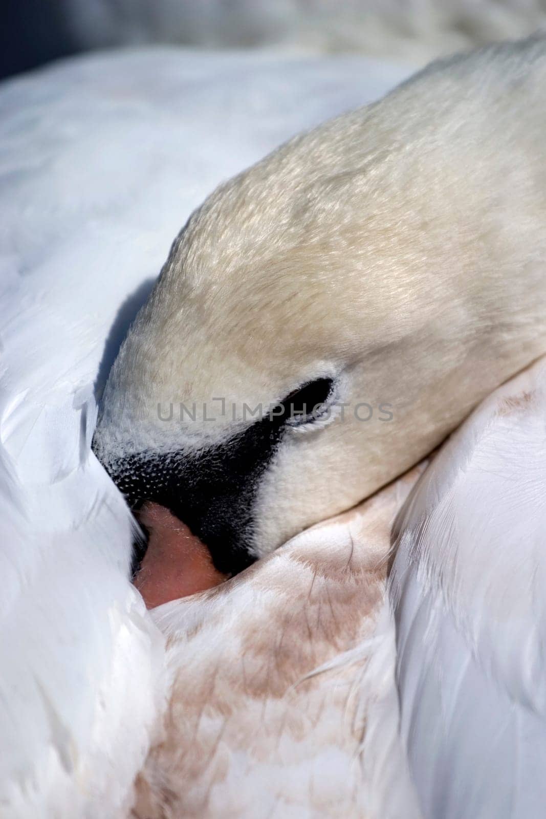 Sleeping Swan
