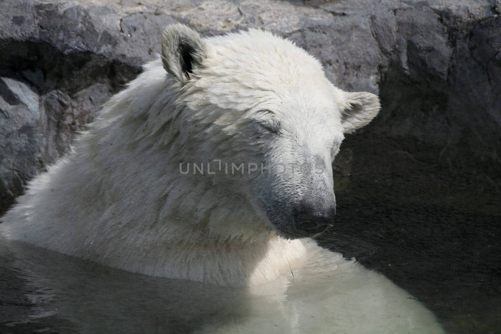 Ursus maritimus