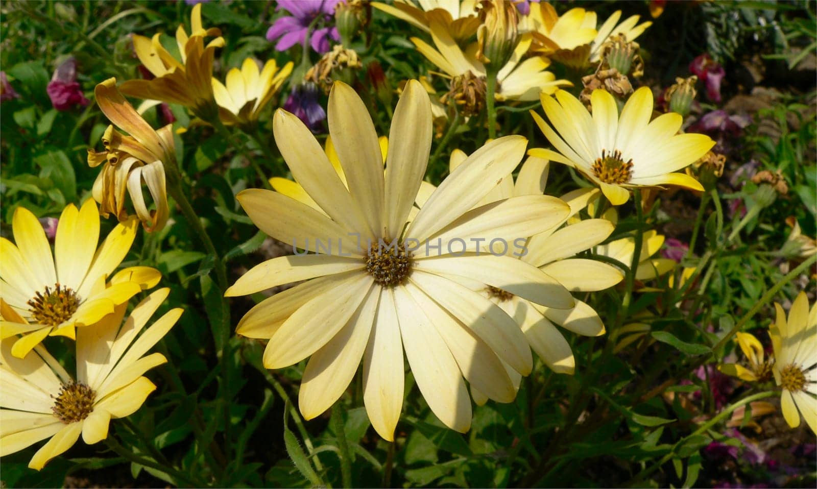 yellow flowers